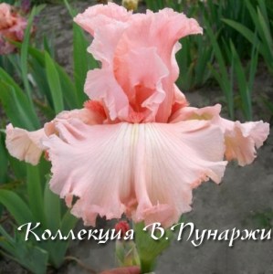 романтик лирик8